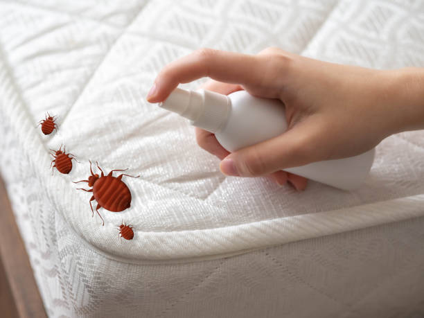Best Emergency Pest Control  in Quincy, MA
